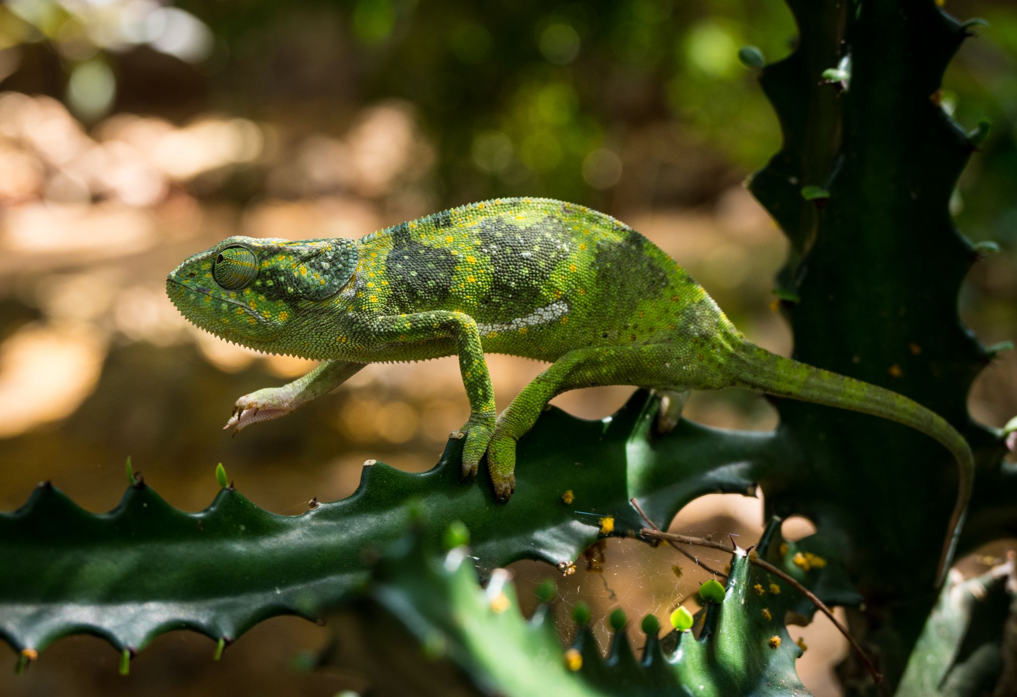 Lappenchamäleon Flap necked chameleon 3  (Chamaeleo dilepis)